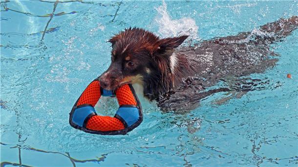 Hund schwimmt mit Spielzeug im Wasser