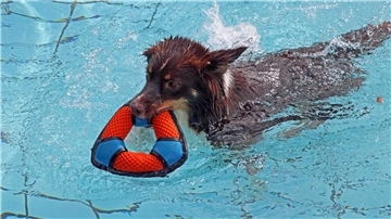 Die kleine Hilde drehte unermüdlich ihre Runden im großen Becken und sammelte Spielzeug nach Spielzeug ein. Am 20. September dürfen in Wilstedt wieder die Hunde planschen.