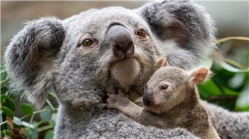 Die kleinen Baby-Koalas haben ihre Beutel verlassen.