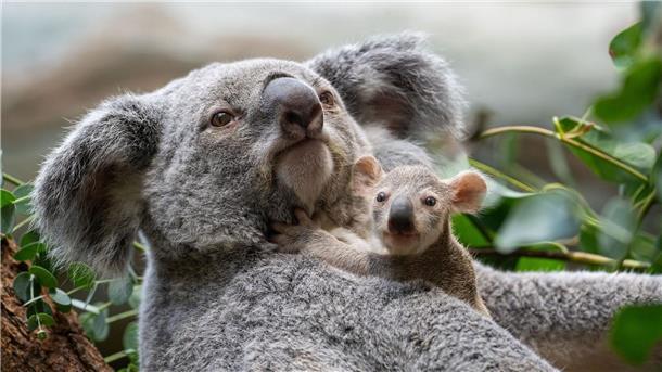 Stuttgarts Koala-Nachwuchs kommt neugierig aus den Beuteln Die kleinen Baby-Koalas schauen ab und an schon neugierig, was sich um sie herum so tut.