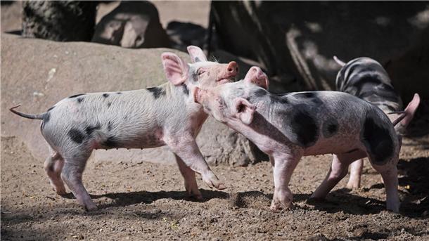 Die kleinen Ferkel haben ordentlich Spaß und toben durch ihr Gehege. 