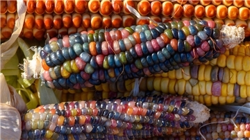 Die kleinen Körner des Maises gibt es in fast allen Farben des Spektrums.