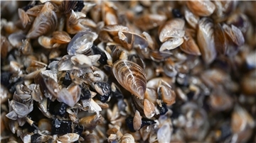 Die kleinen Muscheln entwickeln sich zum Problemfall. (Archivbild) 
