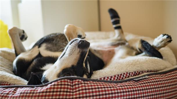 Die kommunalen Einnahmen durch die Hundesteuer steigen seit Jahren. Während der Corona-Pandemie gab es aber noch einmal ein deutliches Plus.