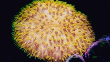 Die Korallenart Cycloseris cyclolites