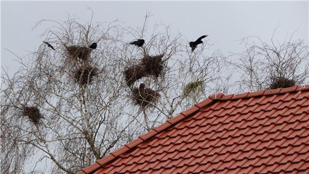 Die Krähen brüten nur wenige Meter von Wohnhäusern entfernt. Dieses Bild ist an der Midgardstraße entstanden.