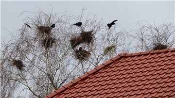 Die Krähen brüten nur wenige Meter von Wohnhäusern entfernt. Dieses Bild ist an der Midgardstraße entstanden.