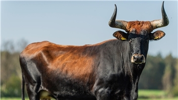 Die Kuh Lise steht auf einer Wiese bei Gnarrenburg. 