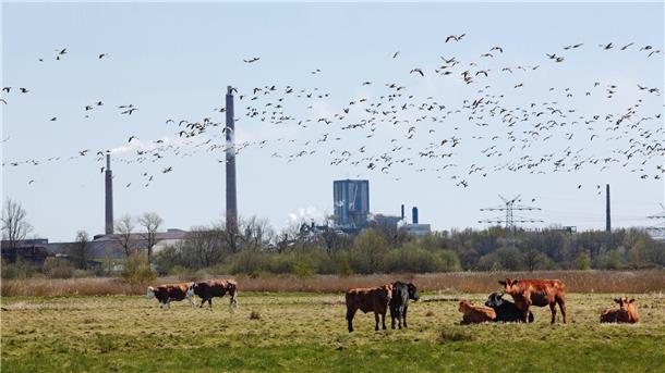Bild mit Rindern auf einer grünen Weide und der Nordenhamer Bleihütte im Hintergrund