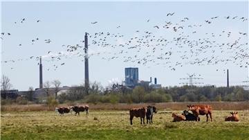 Bild mit Rindern auf einer grünen Weide und der Nordenhamer Bleihütte im Hintergrund