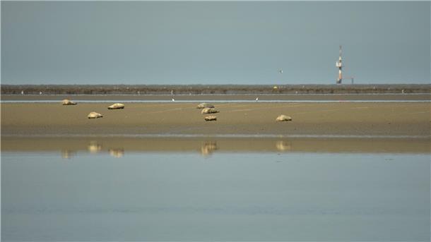 Seehundbestand vor der Küste Butjadingens bleibt stabil Seehunde liegen auf einer Sandbank vor Butjadingen.