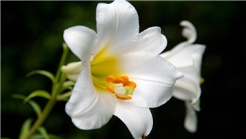 Die Madonnenlilie (Lilium candidum) trägt bis zu 15 Zentimeter lange Trompetenblüten in strahlendem Weiß.