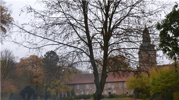 Absterbende Blutbuche im Stadtpark. Im Hintergrund das Kloster Zeven