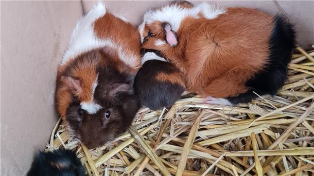 Ausgesetzt am Straßenrand: Meerschweinchen kauern in Karton Die Meerschweinchen kauerten im Karton auf einer Strohunterlage.