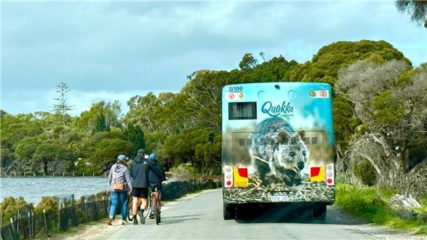 Australiens Selfie-Stars: Zu Gast bei den lächelnden Quokkas Die meisten Touristen auf Rottnest Island fahren Fahrrad - oder mit dem Quokka-Bus.