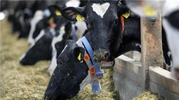 Die Milchviehbetriebe in der Wesermarsch sind immer Schwankungen ausgesetzt und müssen mit vielen Unwägbarkeiten leben.