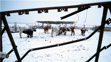 Die Mongolei wurde von einem extremen Wintereinbruch heimgesucht, dem mehr als 1,5 Millionen Nutztiere zum Opfer fielen (Archivbild).