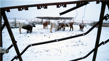 Die Mongolei wurde von einem extremen Wintereinbruch heimgesucht, dem viele Tiere zum Opfer fielen.