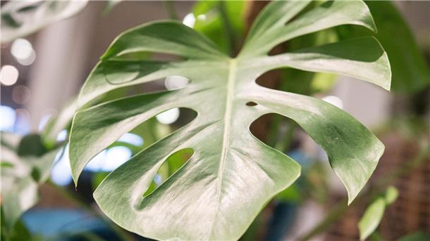 Warum die Monstera so beliebt bleibt Die Monstera ist leicht zu erkennen: Sie hat bis zu 50 Zentimeter große Blätter in sattem Grün, die an den Seiten tiefe Kerben entwickeln.