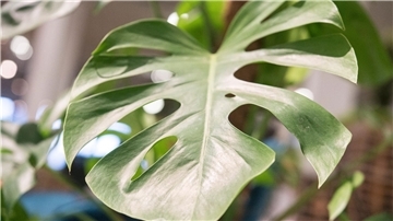 Die Monstera ist leicht zu erkennen: Sie hat bis zu 50 Zentimeter große Blätter in sattem Grün, die an den Seiten tiefe Kerben entwickeln.