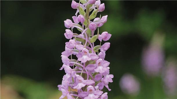Mücken-Händelwurz ist „Orchidee des Jahres 2024“ Die Mücken-Händelwurz ist zur Orchidee des Jahres 2024 ernannt worden.