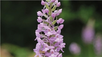 Die Mücken-Händelwurz ist zur Orchidee des Jahres 2024 ernannt worden.