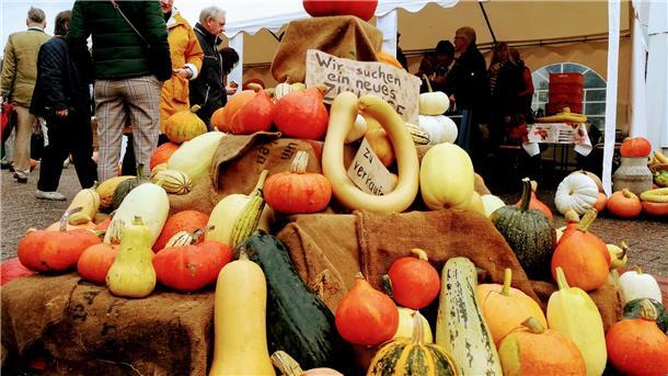 Die Namensgeber des Kürbisfestes werden am 9. Oktober in Varel in Hülle und Fülle zu finden sein.