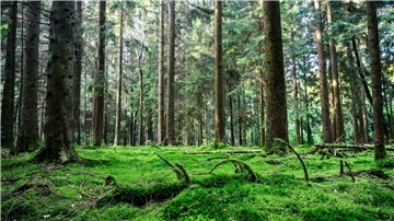 Die Natur soll im Solling immer mehr sich selbst überlassen werden.
