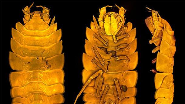 Neue Assel aus der Tiefsee - Forscherin wird Namenspatin Die neu entdeckte Meeresassel Austroniscus brandtae, benannt nach der Frankfurter Meereswissenschaftlerin Angelika Brandt.