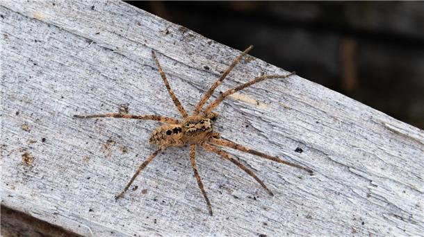 Nosferatu-Spinne in fast ganz Deutschland verbreitet Die Nosferatu-Spinne erreicht die Spinne eine Körperlänge von bis zu zwei und eine Beinspannweite von etwa fünf Zentimetern.