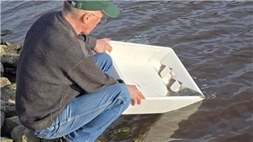 Ein Mann hält eine Kiste leicht schief. Über ein Ecke der Kiste schwimmen kleine Fische in die Freiheit des Sielgewässers