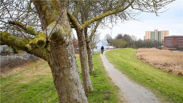 Darum werden Bäume auf dem Geestedeich in Bremerhaven gefällt bäume