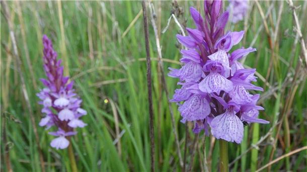 Die Ökologische Station Cuxland zählt Orchideen im Moor – hier wächst das seltene Torfmoos-Knabenkraut (Foto) zwischen nassem Torfmoos und Birkenresten.