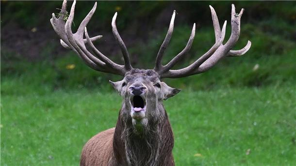 Hirsche brüllen, um zu beeindrucken Die Paarungszeit der Hirsche dauert von September bis Ende Oktober.