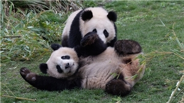 Die Pandabären-Brüder Pit und Paule verlassen kommende Woche den Berliner Zoo. Sie ziehen nach China. Doch ihre Eltern bleiben in Deutschland.