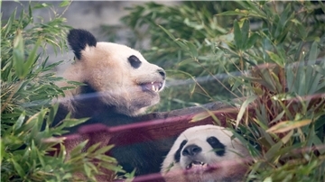 Die Pandas Paule (l) und Pit sitzen während der  Abschiedszeremonie in ihrem Gehege.