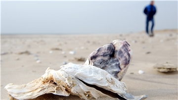 Die Pazifische Auster stammt ursprünglich aus dem Nordpazifik. Sie ist ausgesprochen robust und krankheitsresistent, und sie wächst sehr schnell. In der Nordsee ist sie mittlerweile die vorherrschende Art.