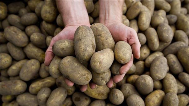 Massive Ernteausfälle durch Pflanzenkrankheit Stolbur Die Pflanzenkrankheit Stolbur bedroht auch heimische Kartoffeln.