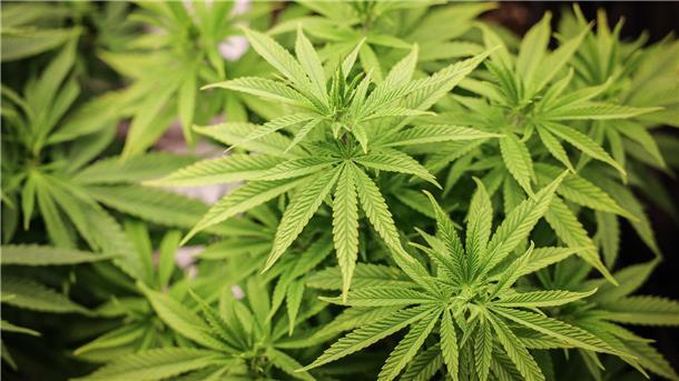 Indoor-Cannabis-Plantage in Lemwerder ausgehoben Cannabis