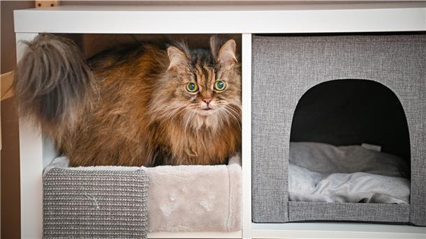 Die quadratischen Fächer des beliebten Regals eines schwedischen Möbelherstellers sind auch bei Katzen ganz weit vorne.