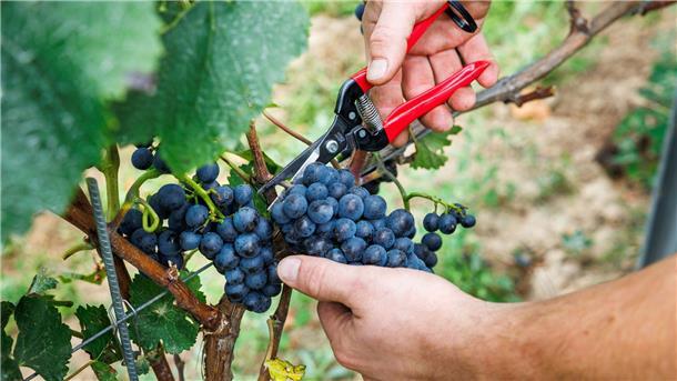 Endgültige Schätzung: Kleinste Weinernte seit 15 Jahren Die Qualität des 25er-Jahrgangs gilt als „ausgesprochen gut“. (Archivbild)