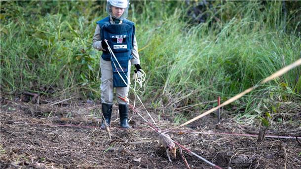 Minensuch-Ratte Ronin bricht in Kambodscha alle Rekorde Die Ratten arbeiten täglich nur für kurze Zeit am kühlen Morgen.