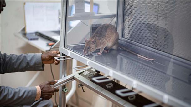 Die Ratten verursachen nur geringe Kosten und haben eine lange Lebensdauer. 