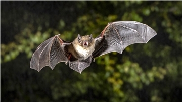 Die Rauhhautfledermaus im Flug.