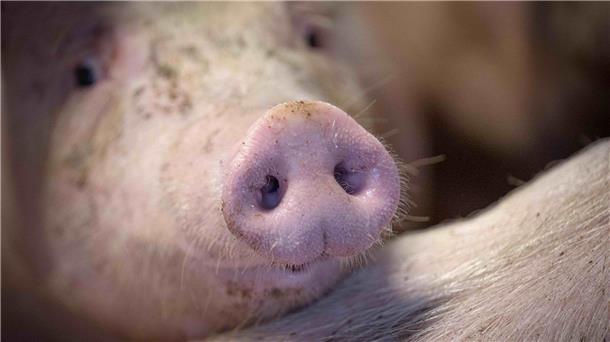Die Regierung stimmt über Verbesserungen im Tierschutz ab.