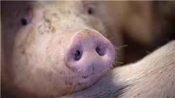 Die Regierung stimmt über Verbesserungen im Tierschutz ab.