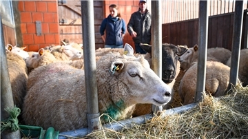Schaf im Stall mit Herde, die einen Wolfsriss überlebt hat.