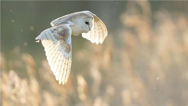 Bevölkerung kann „Vogel des Jahres“ wählen Die Schleiereule findet im Zuge von Gebäudesanierungen immer weniger Brutplätze. (Archiv)