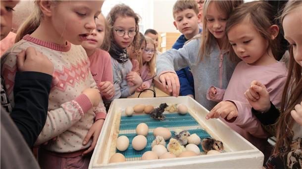 Die Schüler der Grundschule Diesterweg in Wernigerode bestaunen die Küken im Brutkasten. 