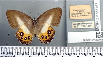 Die schwarzen Ringe auf den leuchtend orangefarbenen Flügeln des Schmetterlings erinnern an das allsehende Auge, das in den Büchern von J. R. R. Tolkien beschrieben und in der Filmreihe dargestellt wird.
